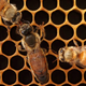 Illustration for article titled Bee colonies with promiscuous queens have a better chance of survival